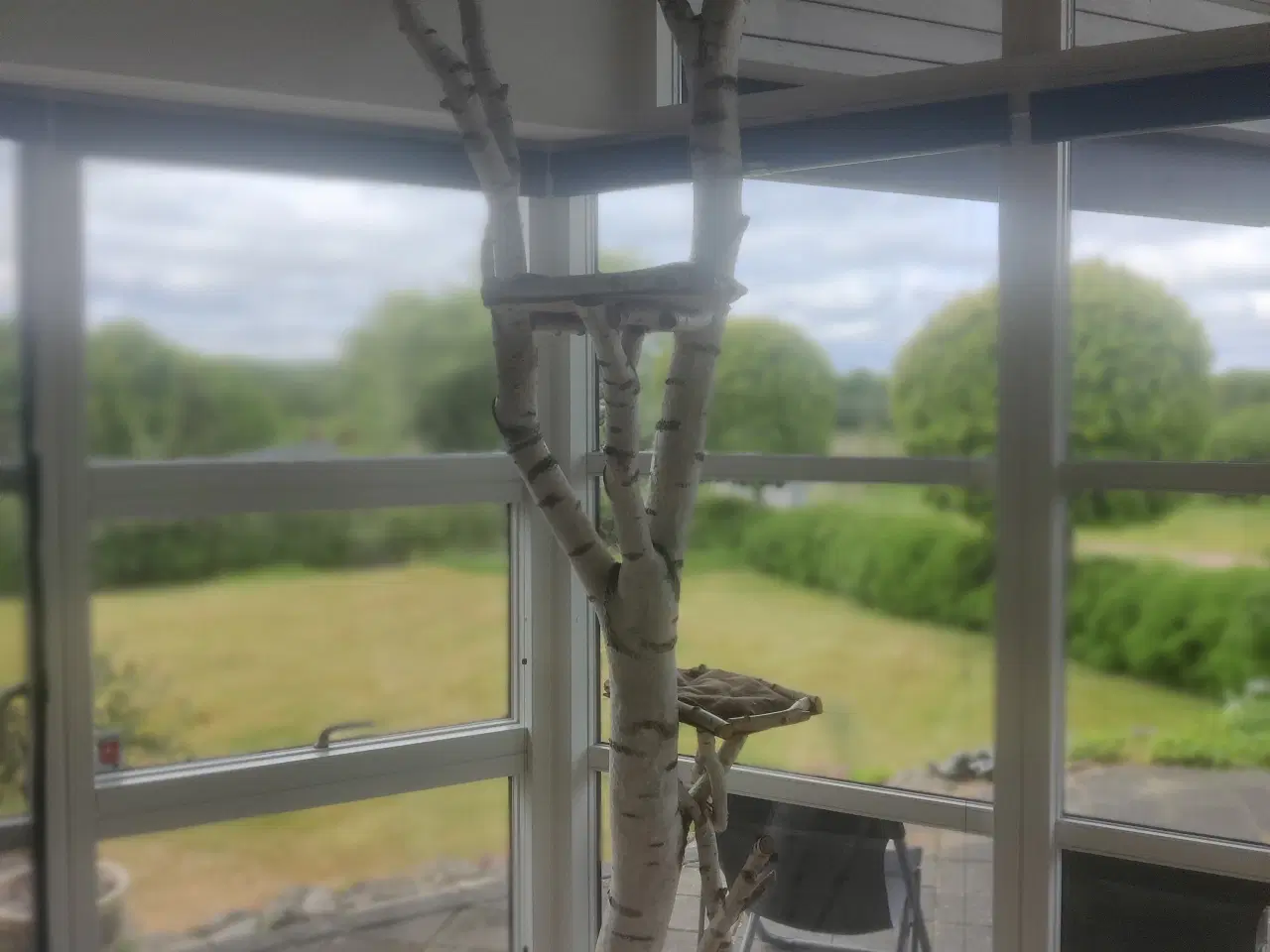 Billede 2 - Kattetræ i birk