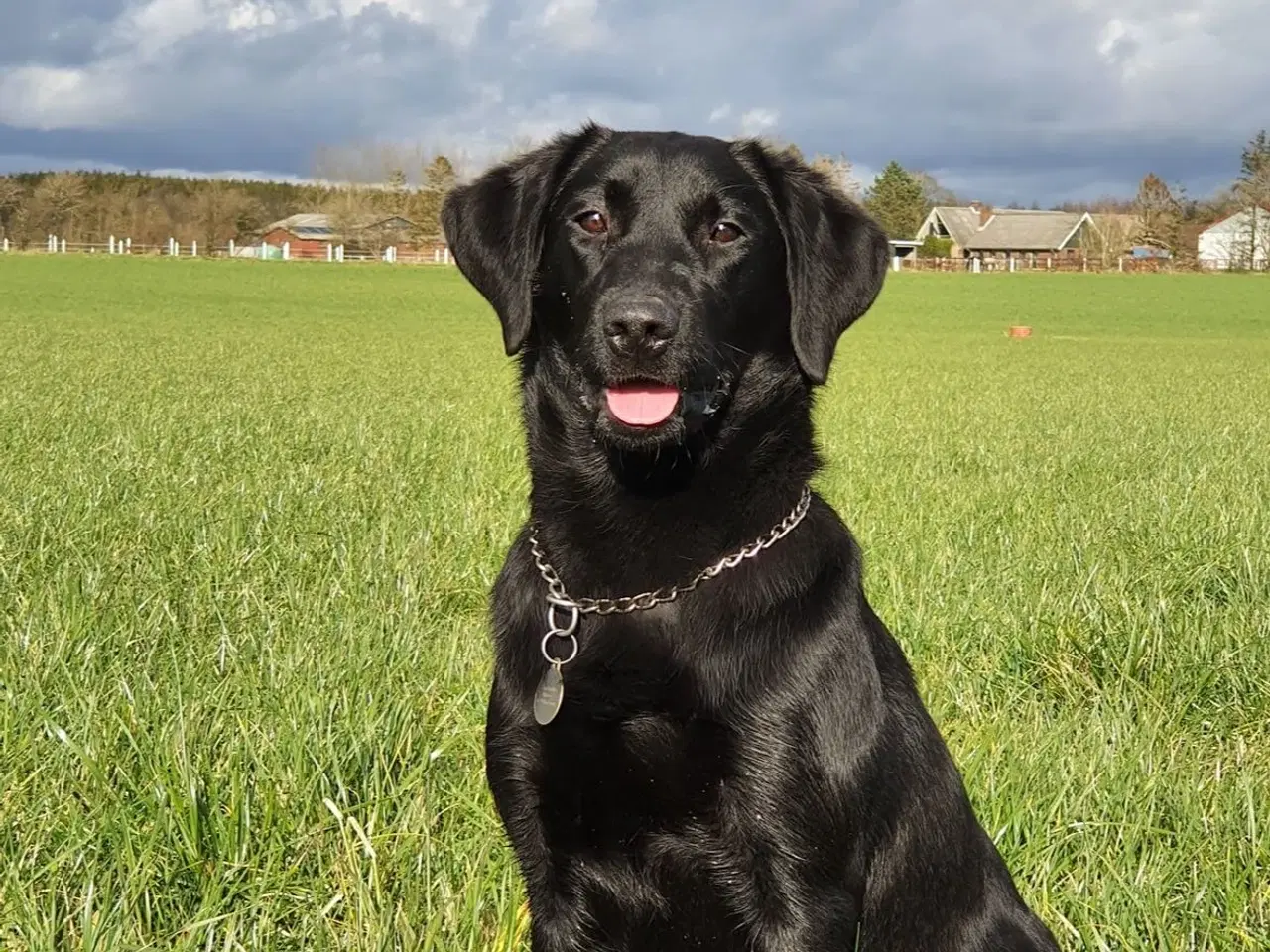 Billede 4 - Labrador F1 hvalpe
