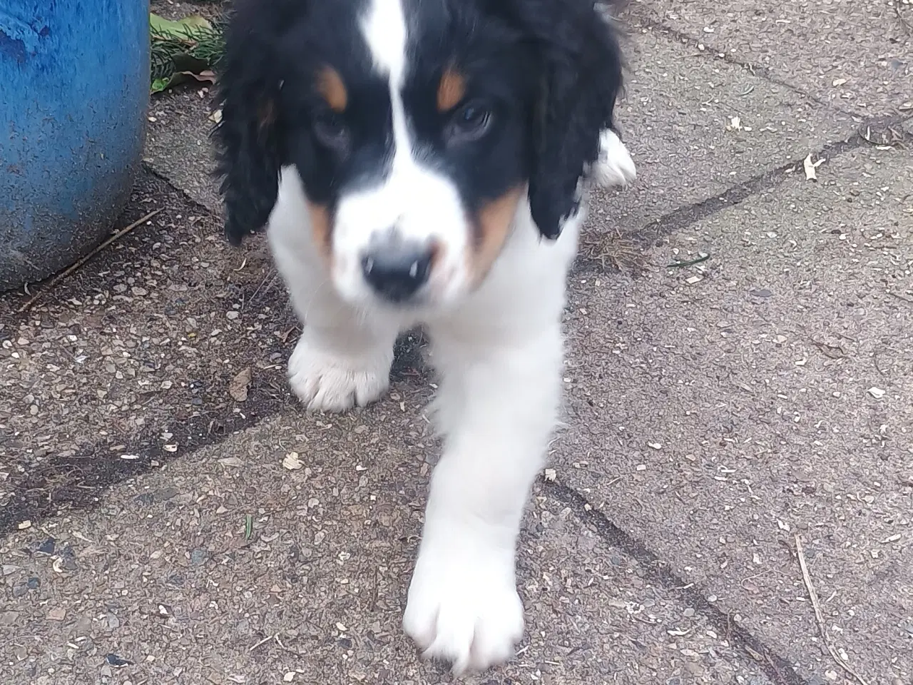 Billede 16 - Berner Sennen/Cocker Spaniel/Isl. Fårehund 