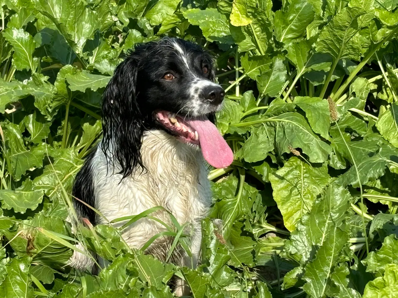 Billede 10 - FT Springer Spaniel