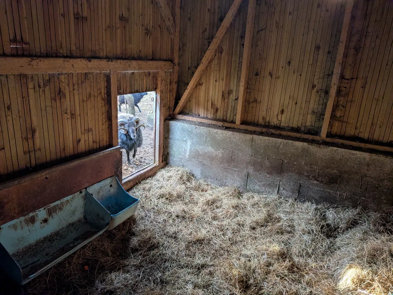 Billede 1 - Sort vædder, mindre race