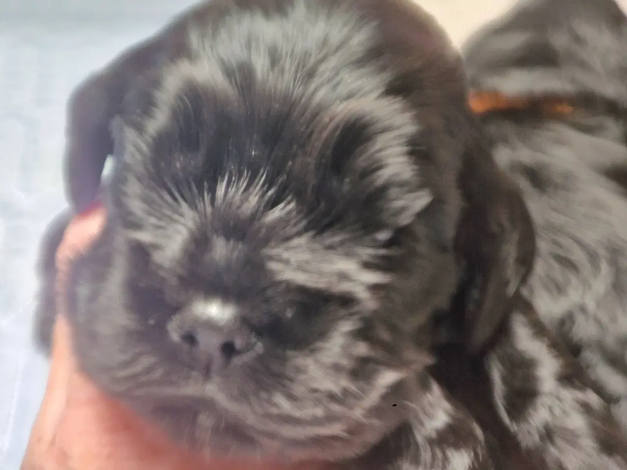 Billede 5 - Amerikansk cocker spaniel valper født 10 juni til 