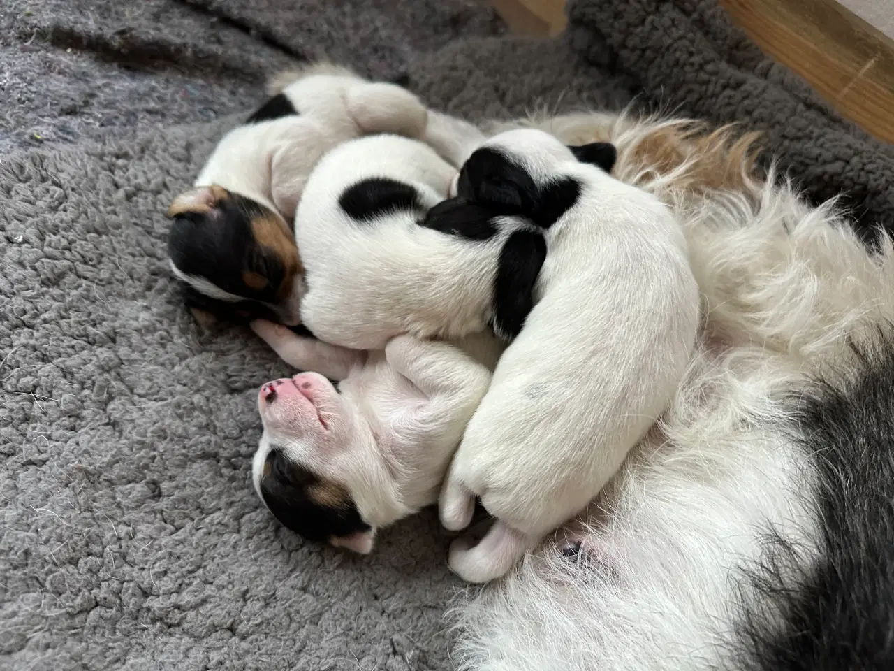 Billede 8 - Foxterrier/dansk-svensk blandingshvalp