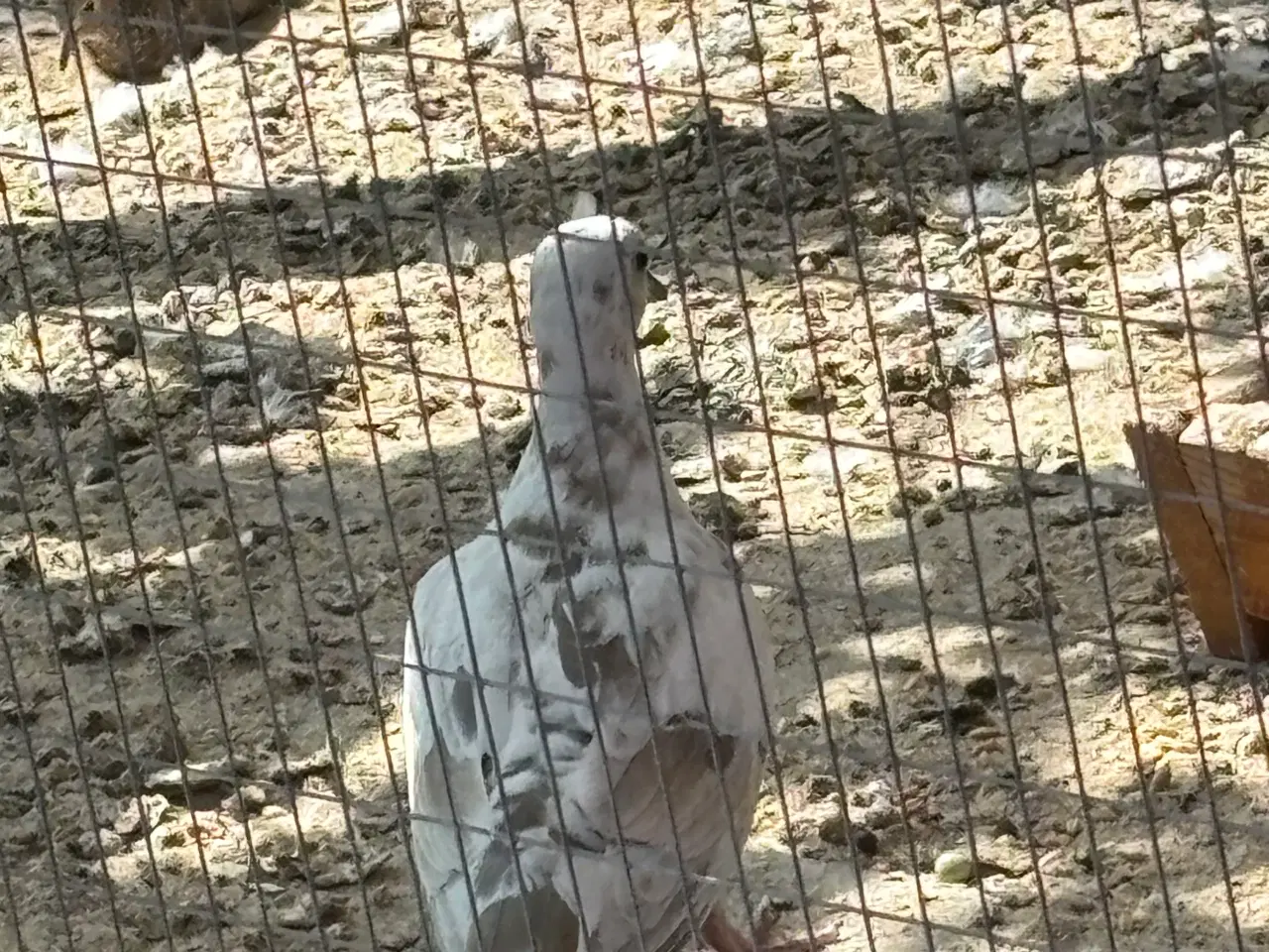 Billede 1 - Skoggerdue/trylledue (Ringneck Doves)