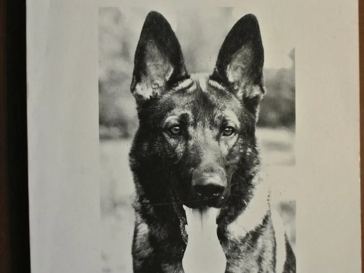 Billede 1 - den tyske grå schæferhund, af e. friis mikkelsen, 
