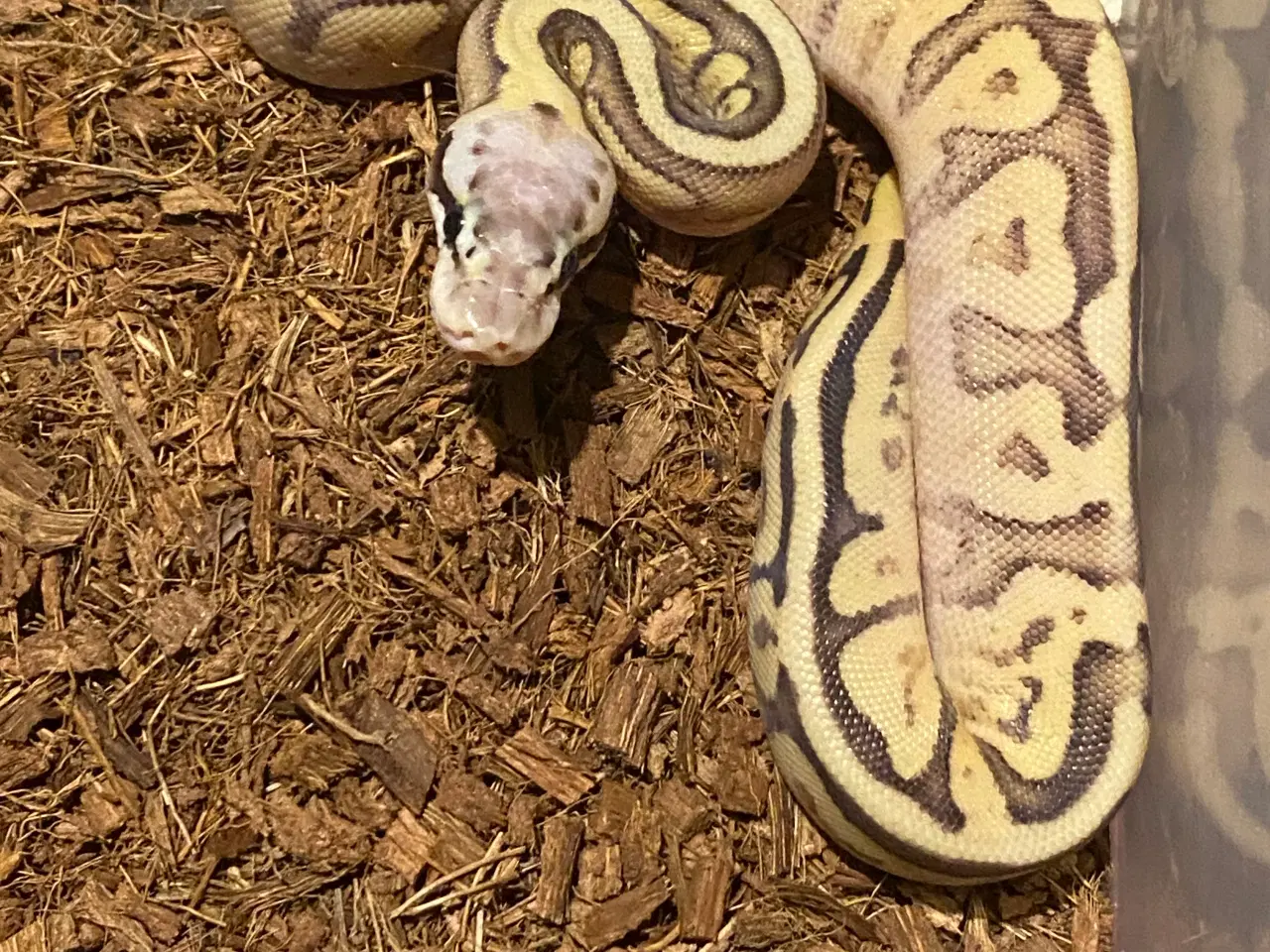 Billede 1 - 0.1 Butter Super pastel Enchi 