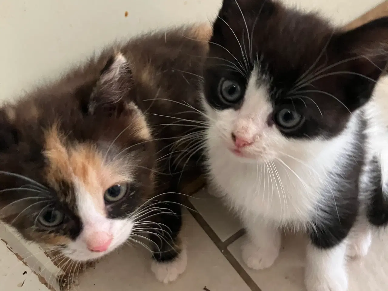 Billede 2 - de bliver 12 uger den 24-11