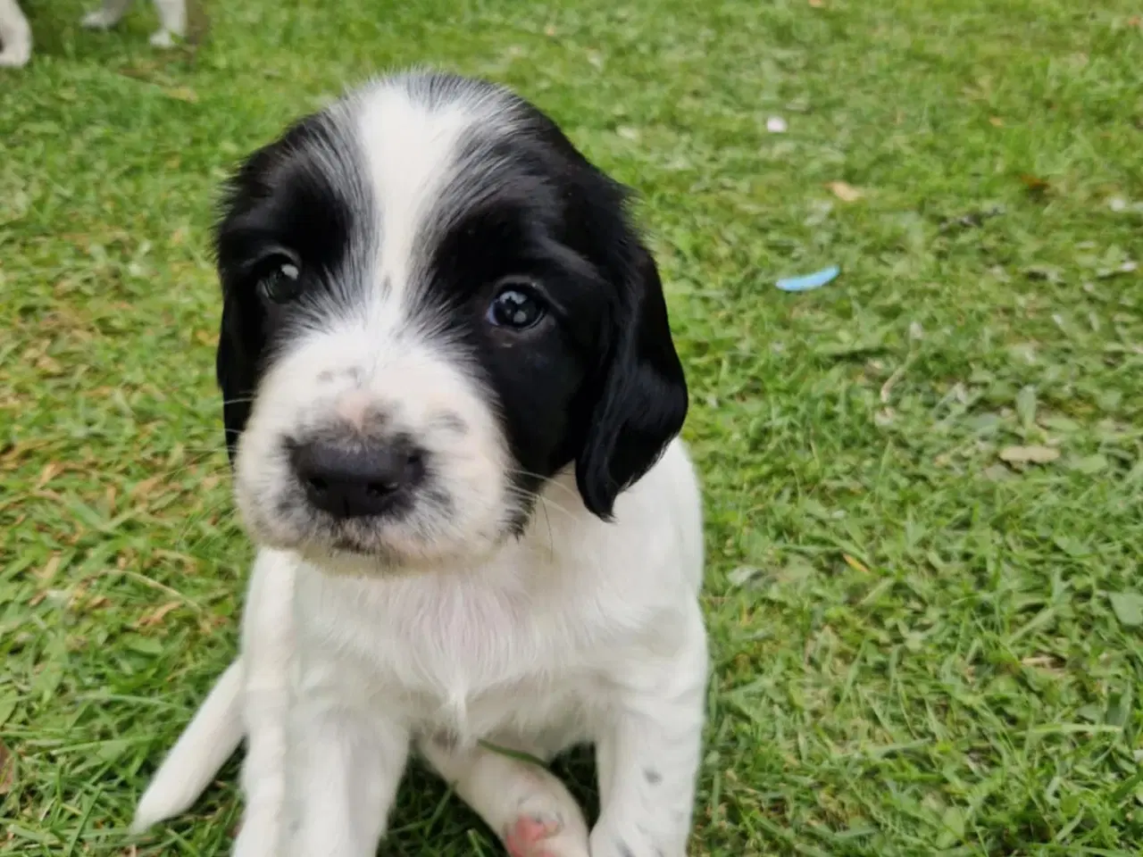 Billede 3 - Springer spaniel 2 hanner til salg