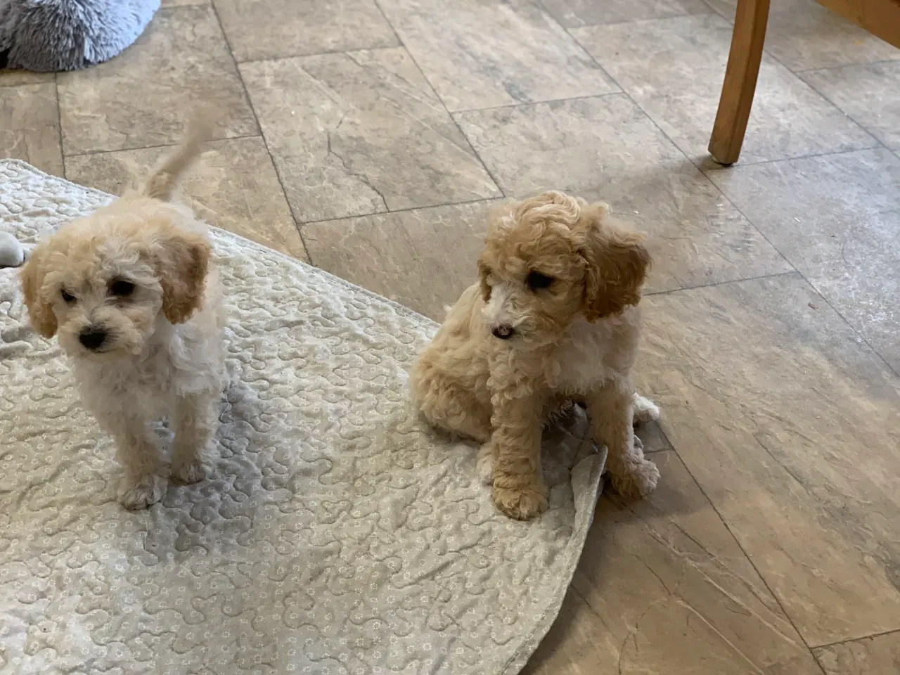 Billede 7 - Maltipoo babyer er rejse klar nu 