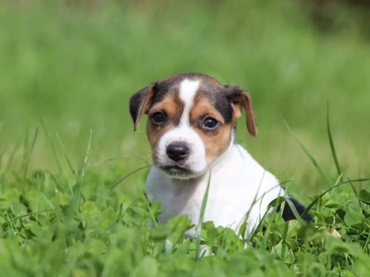 Billede 6 - Avlstjeneste Dansk-Svensk Gårdhund 