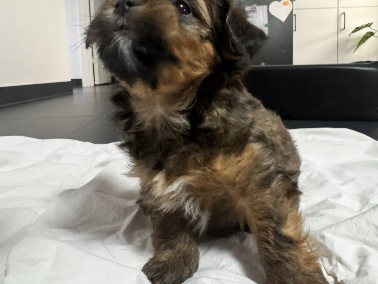 Billede 9 - Bichon havanaiser hvalpe med stamtavle 