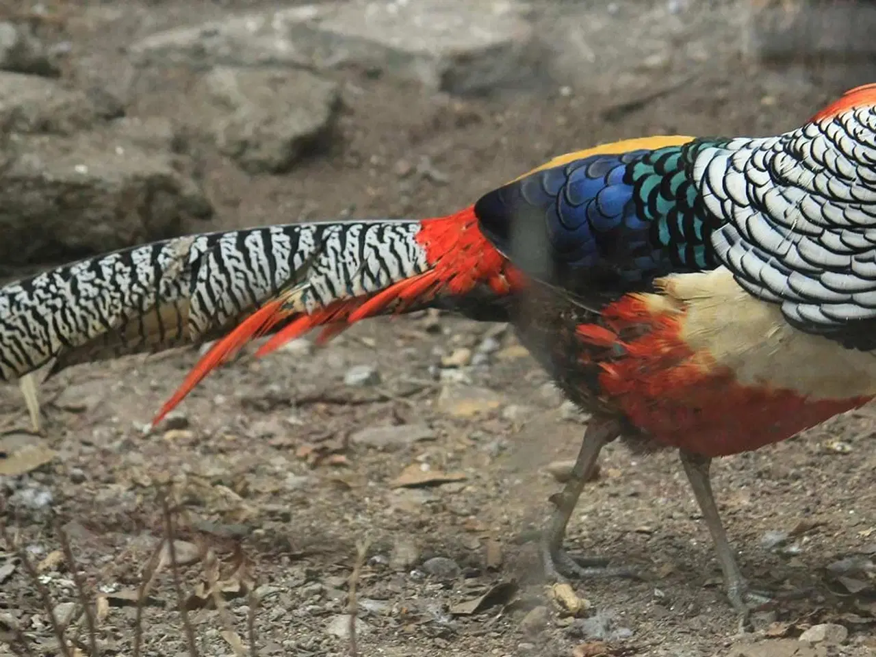 Billede 1 - Armherst fasan