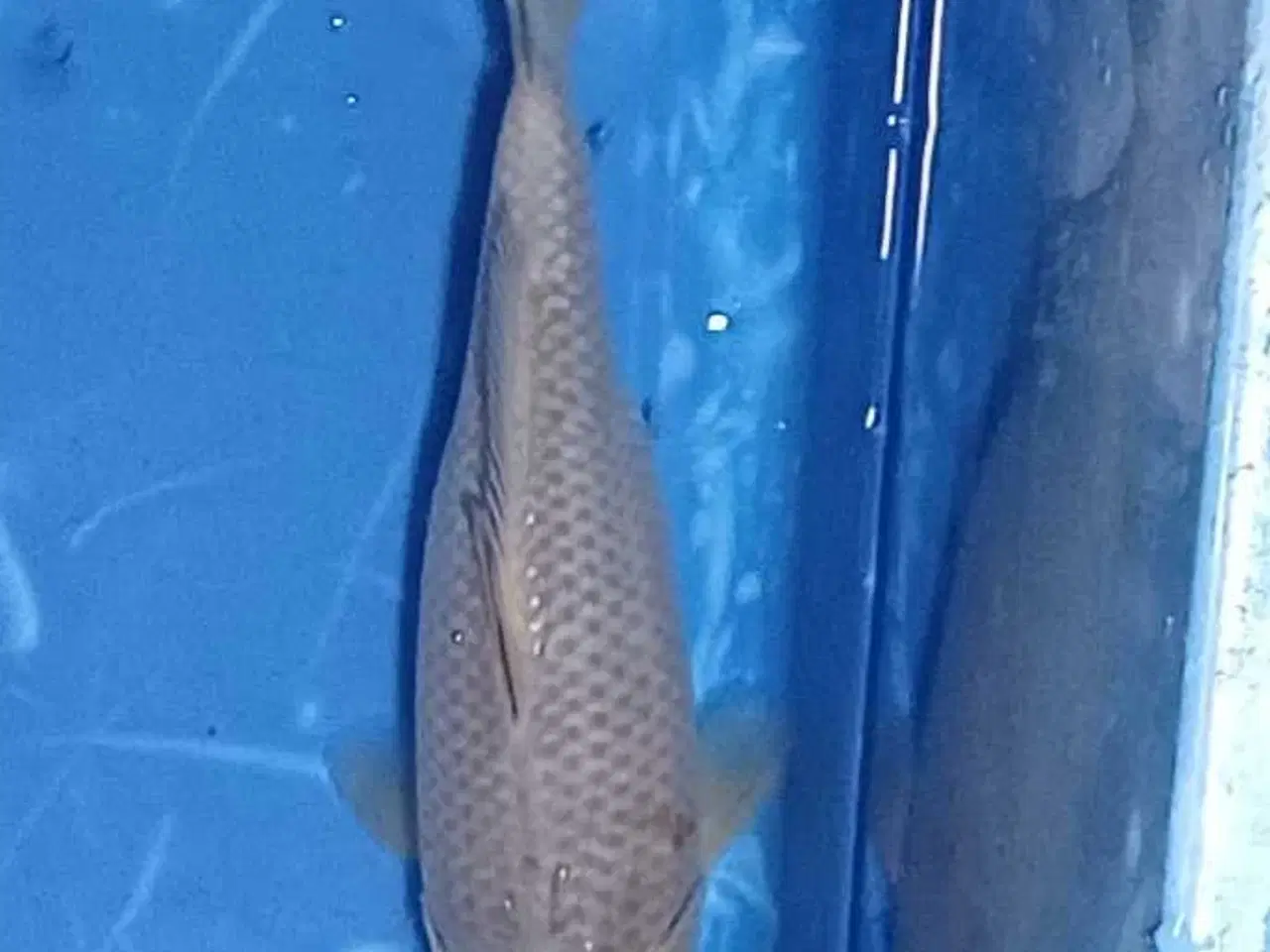 Billede 2 - Koi Chagoi 30 cm