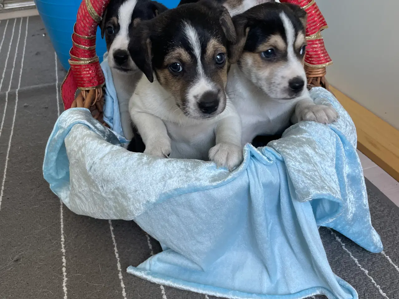 Billede 7 - Dansk svensk Gårdhund hvalpe 
