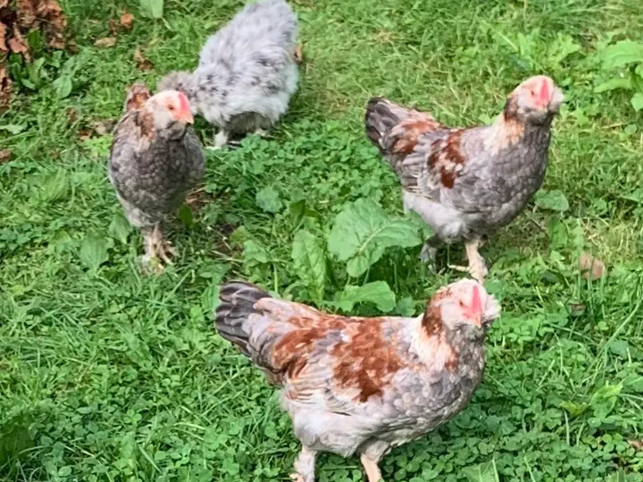 Billede 2 - Dværg Kochin høner