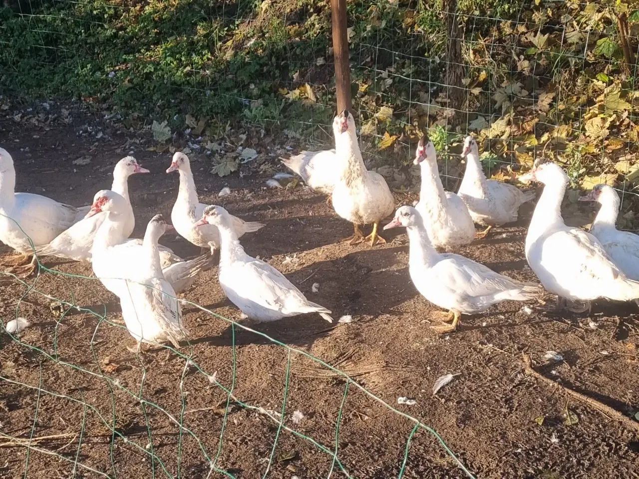 Billede 1 - Hvide moskus ænder 