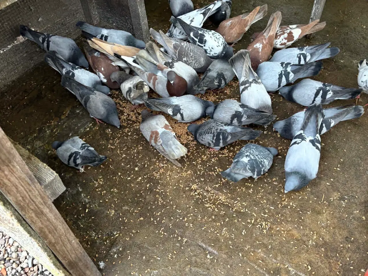 Billede 1 - Godt tilbud på Duer!