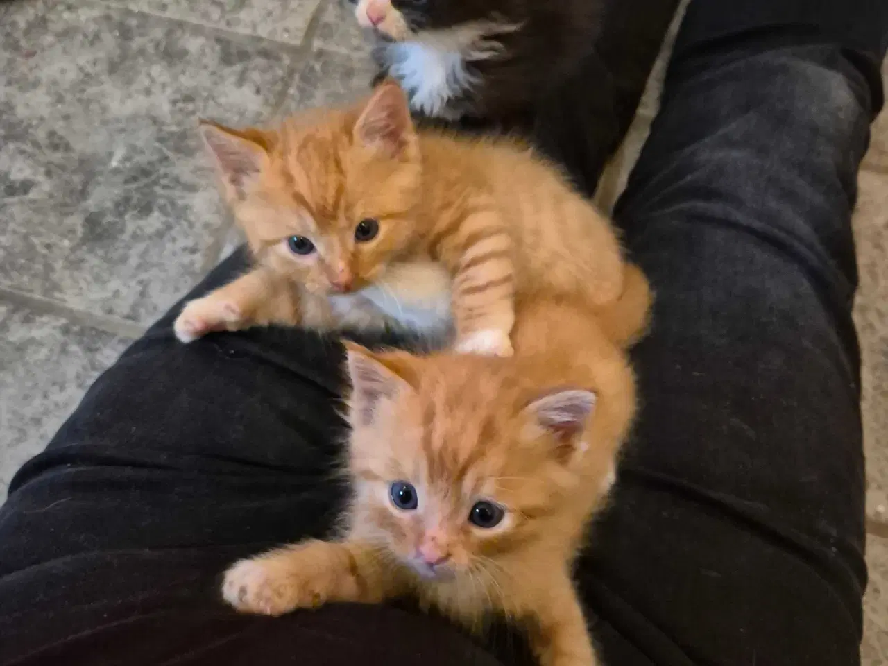 Billede 8 - 1/2 Ragdoll