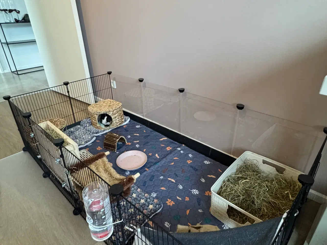 Billede 6 - 2 marsvin hunner 6 mdr. gamle