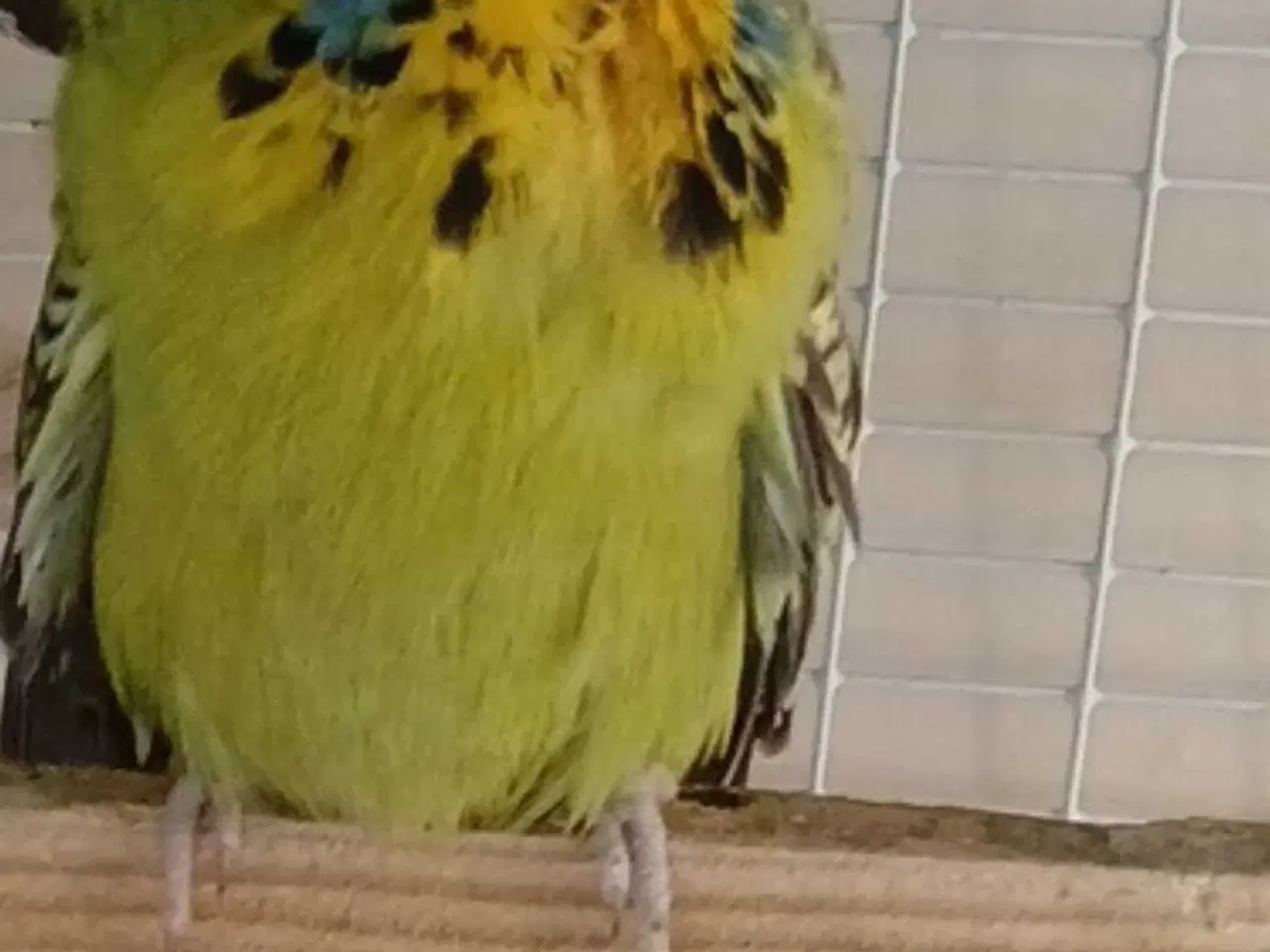 Billede 5 - Engelsk undulat hun, håndvandt