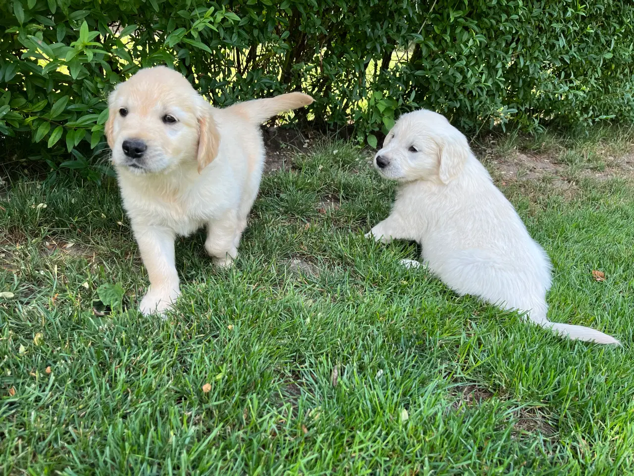 Billede 13 - Golden retriever hvalpe sælges