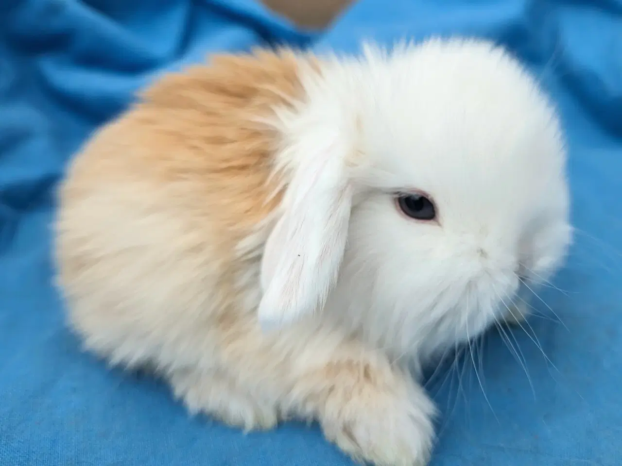 Billede 1 - Minilop kaninunge sælges