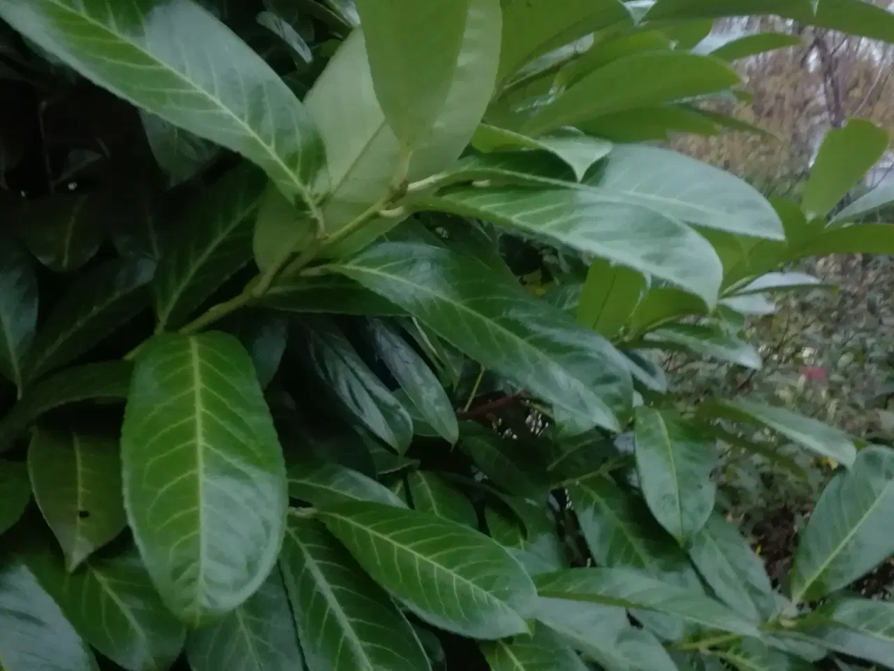 Billede 6 - Dekorationsmateriale til krukker, kranse mm.