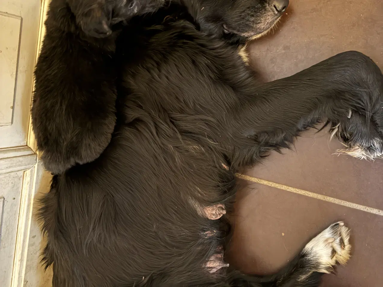 Billede 2 - Skønne familiehunde. Kun 2 tilbage. 