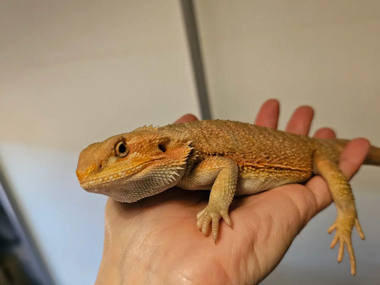 Billede 5 - HASTER skægagame unger 3 mdr gamle 😊