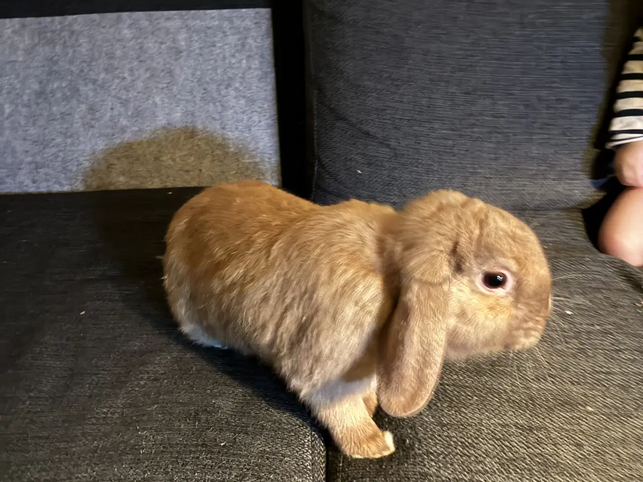 Billede 1 - Dejlig Hankanin søger nyt hjem 