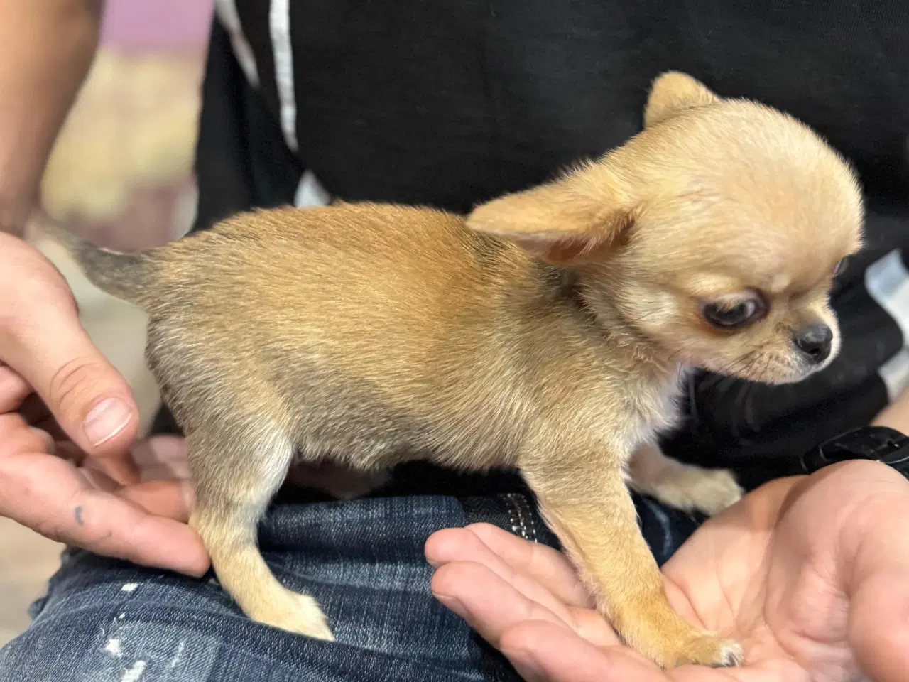 Billede 4 - Brun Chihuahua