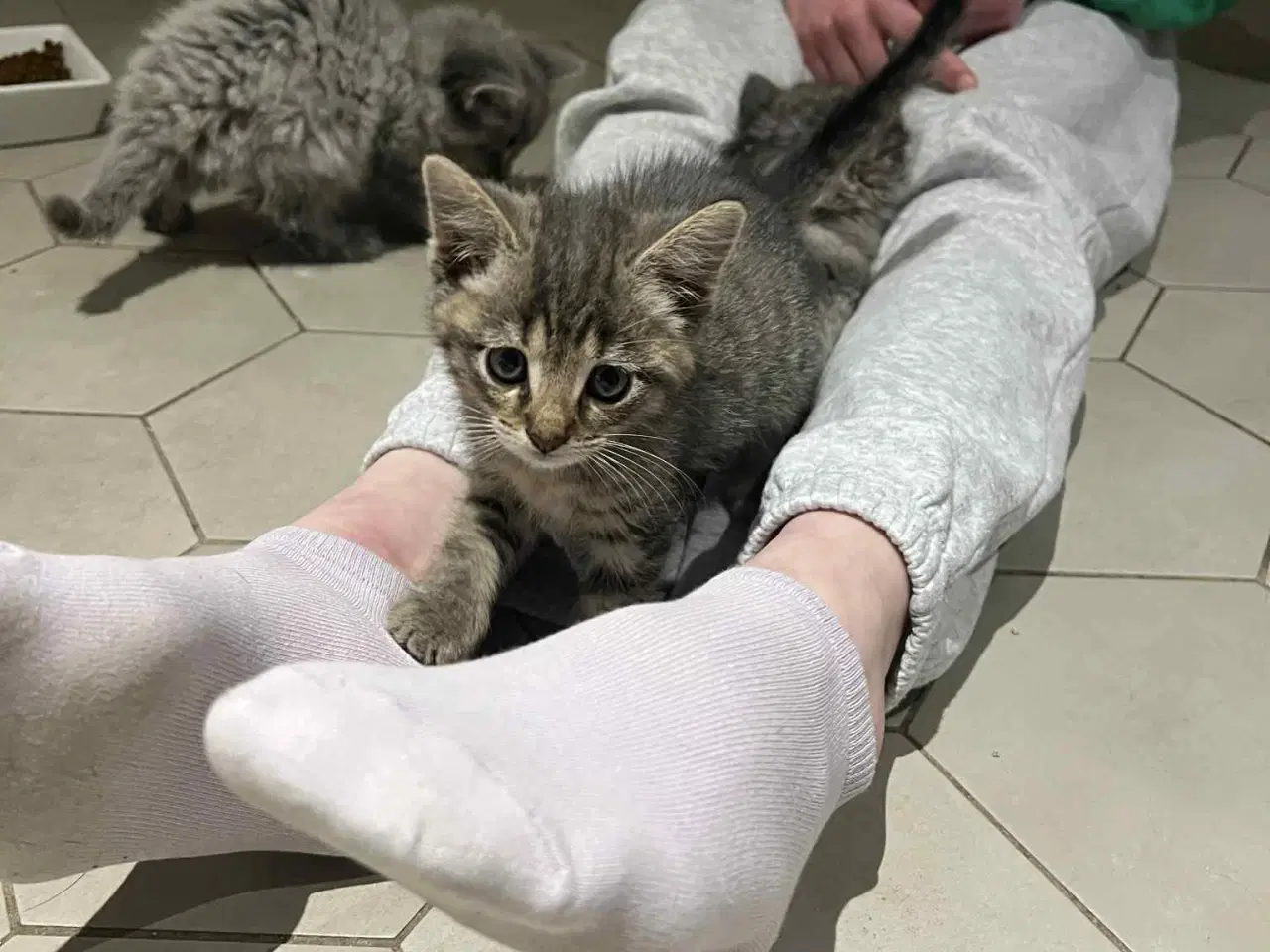 Billede 12 - De smukkeste mainecoon-blandinger 