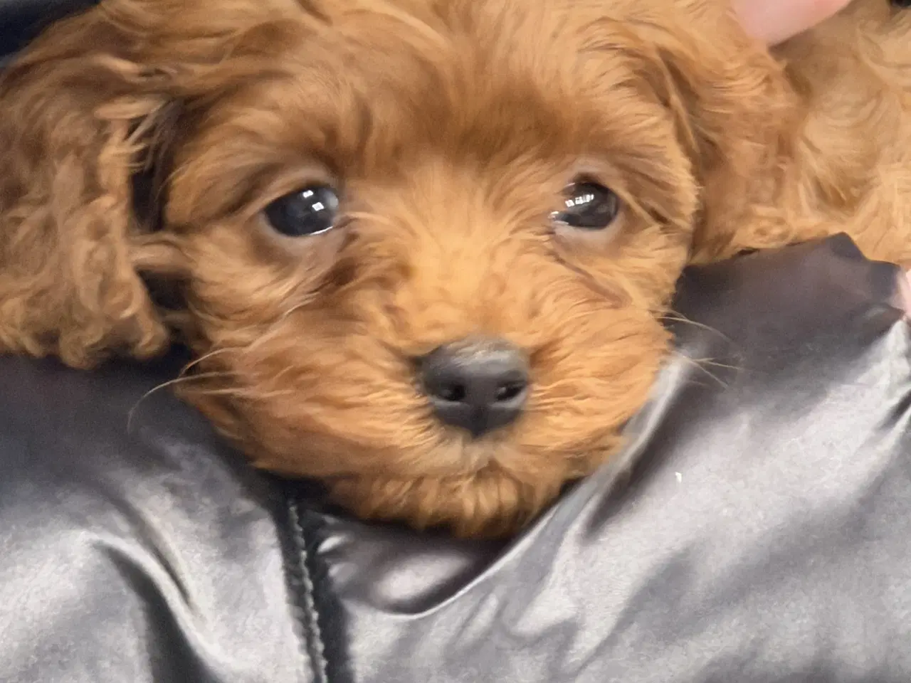 Billede 2 - Skønne Cavapoo hvalpe i det nye år 🎉