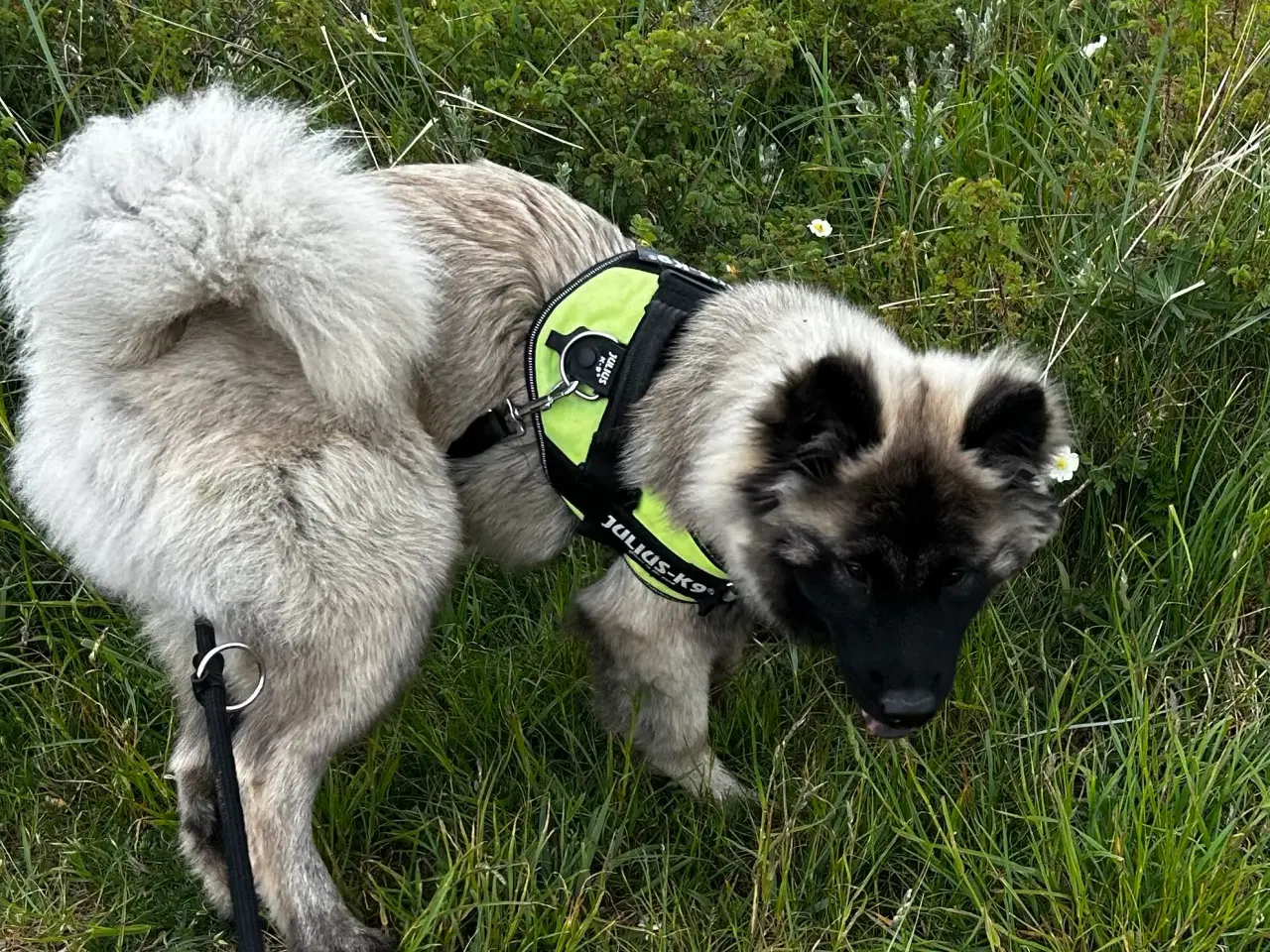 Billede 2 - Euraiser 1 år