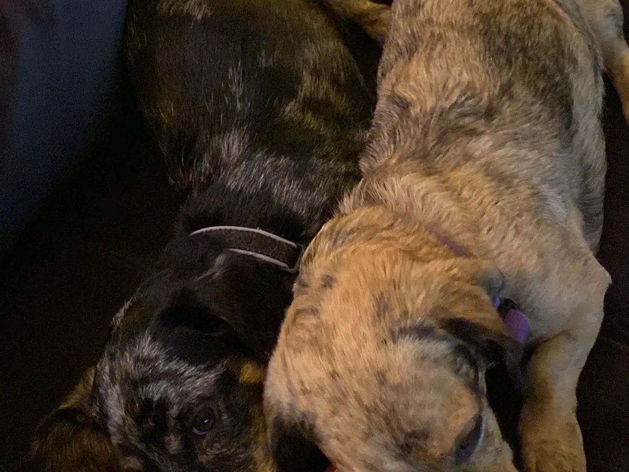 Billede 10 - Merle gravhunde mix standart