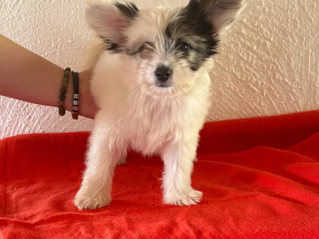 Billede 3 - Papillon/Powderpuff Hvalpe 
