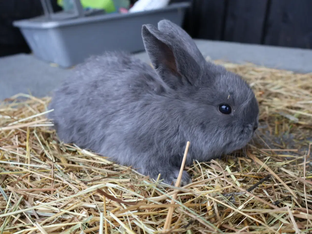 Billede 3 - Kaniner og unger sælges