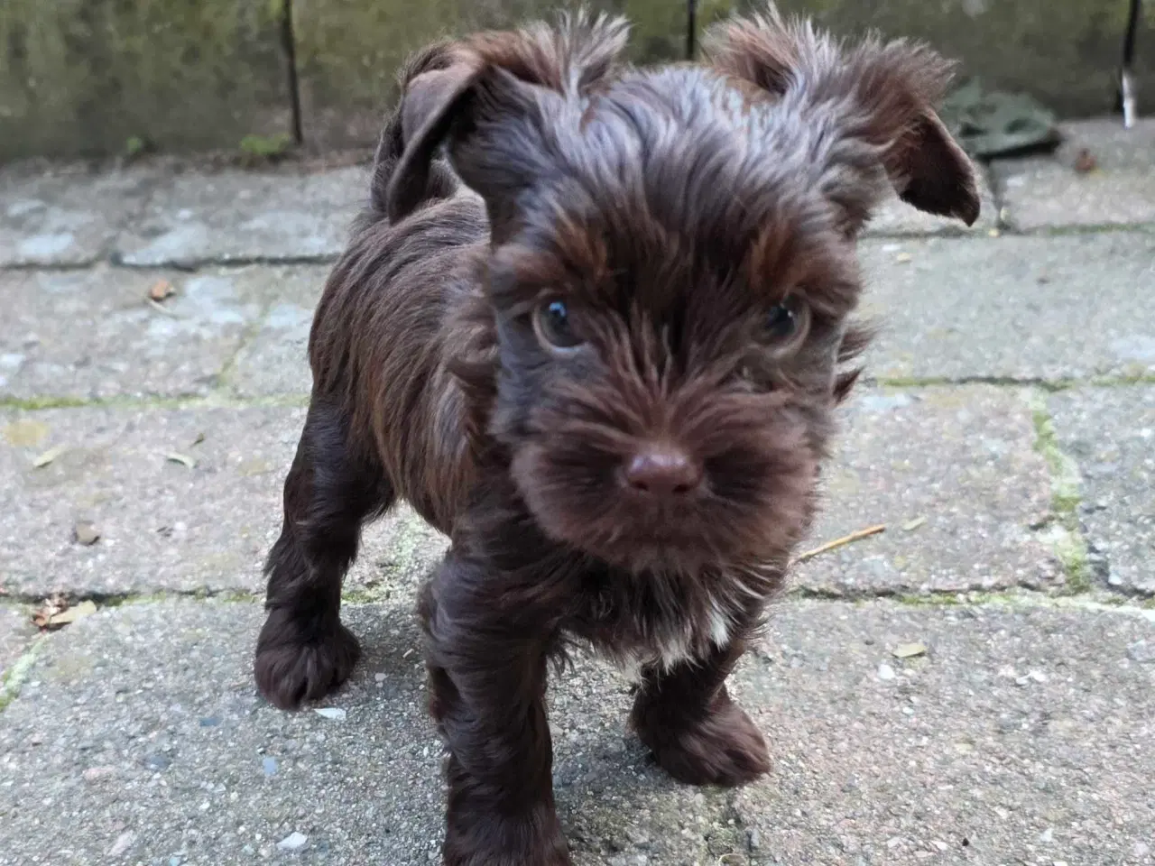 Billede 2 - Yorkshire terrier colored 