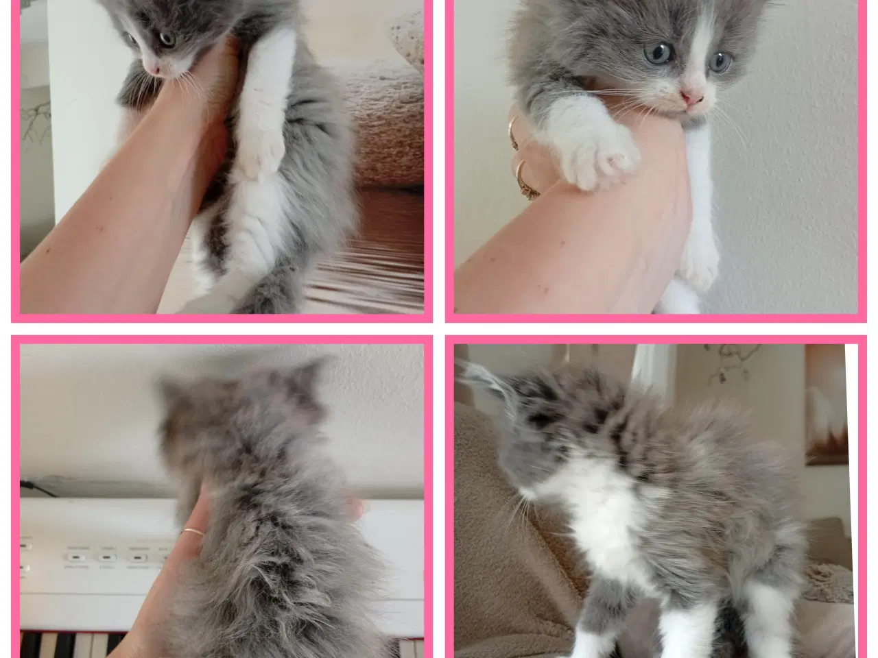 Billede 13 - Mainecoon killinger 