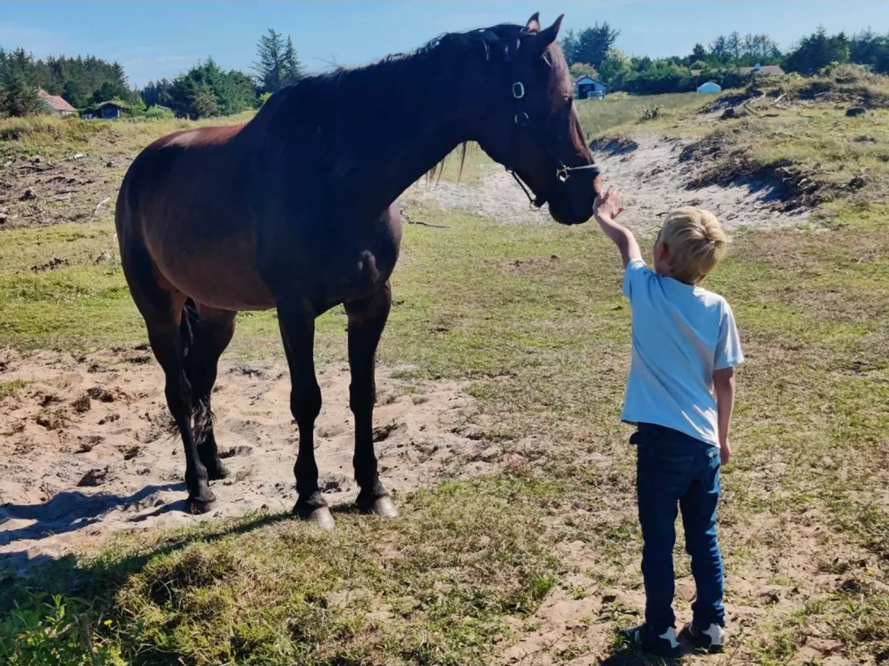 Billede 9 - Skovsturs Hest Varmblods Traver, Vallak 9 år