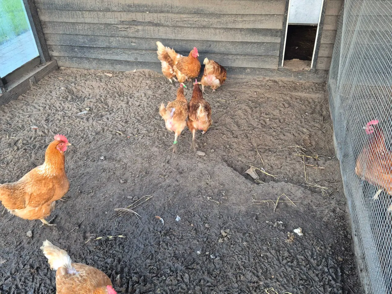 Billede 1 - Brune lohman