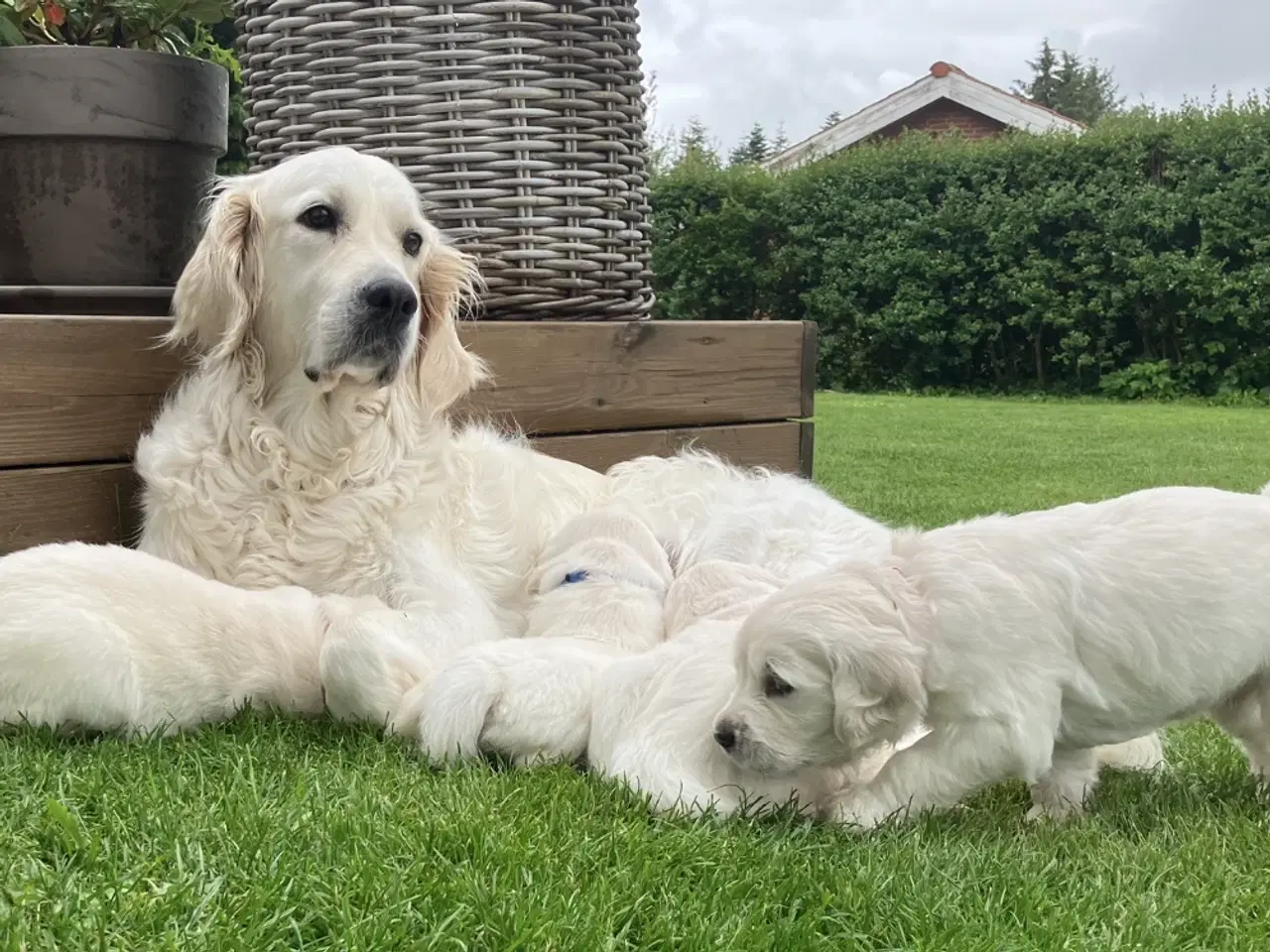 Billede 1 - Golden retriever hvalpe