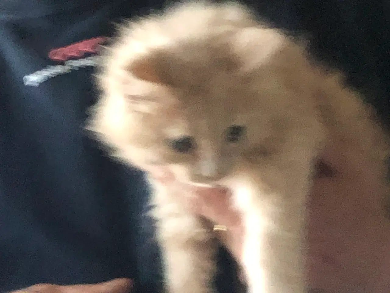 Billede 12 - Maine coon killing unden travle