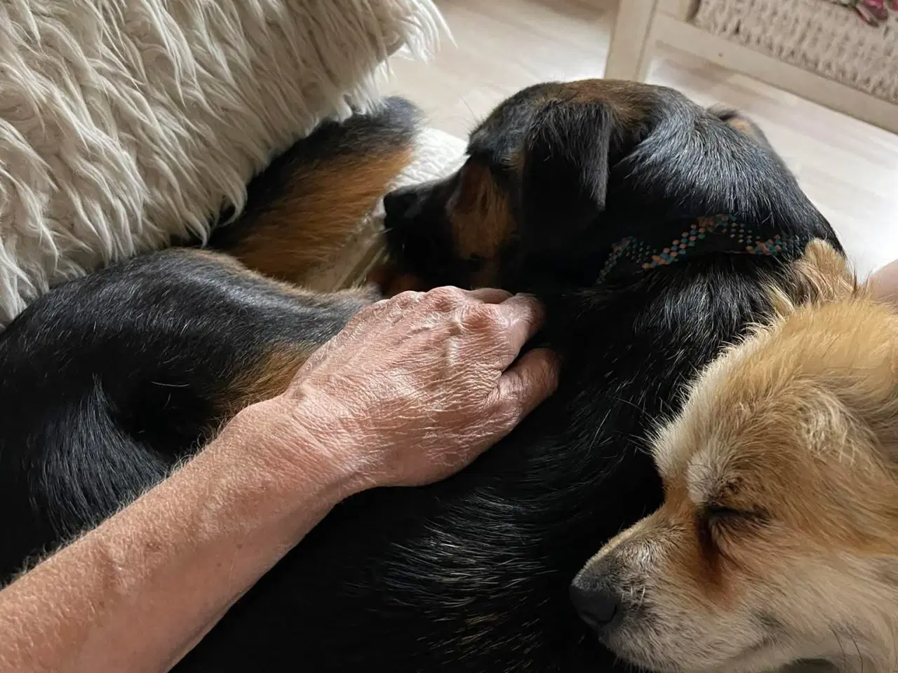 Billede 6 - ⭐️ Dejligste Ares søger sit 4-ever hjem ⭐️🏡🥰