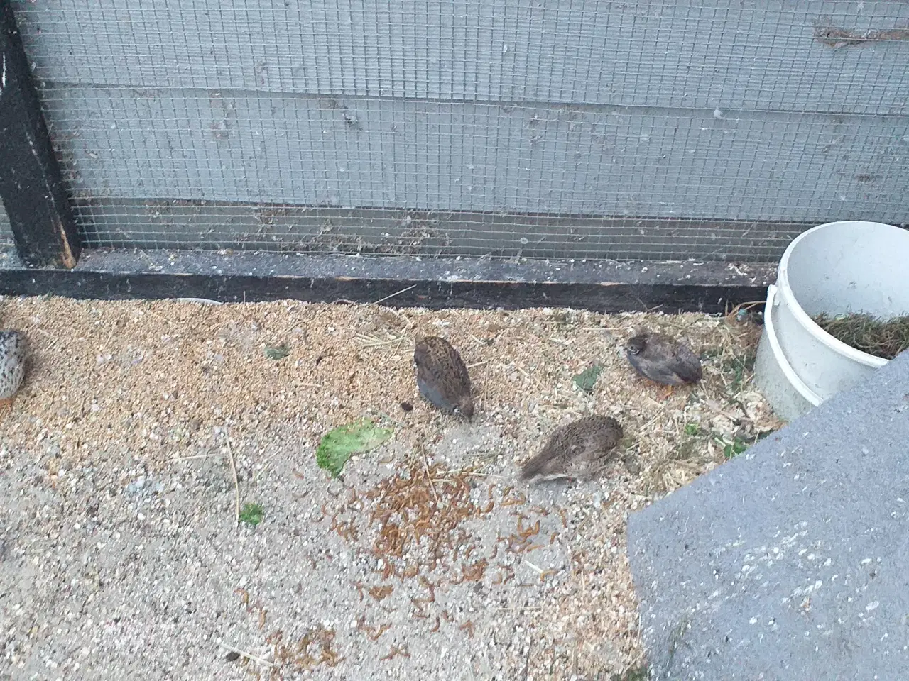 Billede 1 - Kinesiske dværg Vagtler sælges