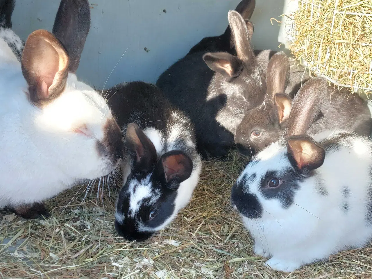 Billede 3 - Kanin til salg 