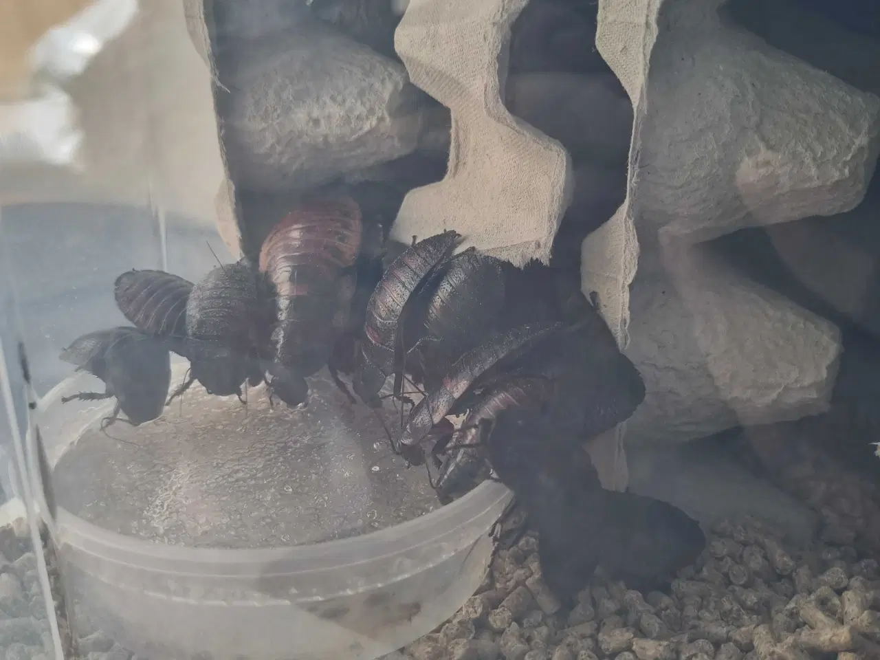 Billede 1 - 4 stk voksen hvæse kakerlaker