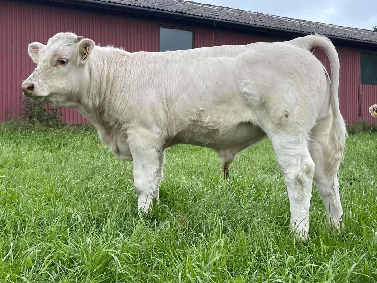 Billede 1 - Charolais tyr sælges