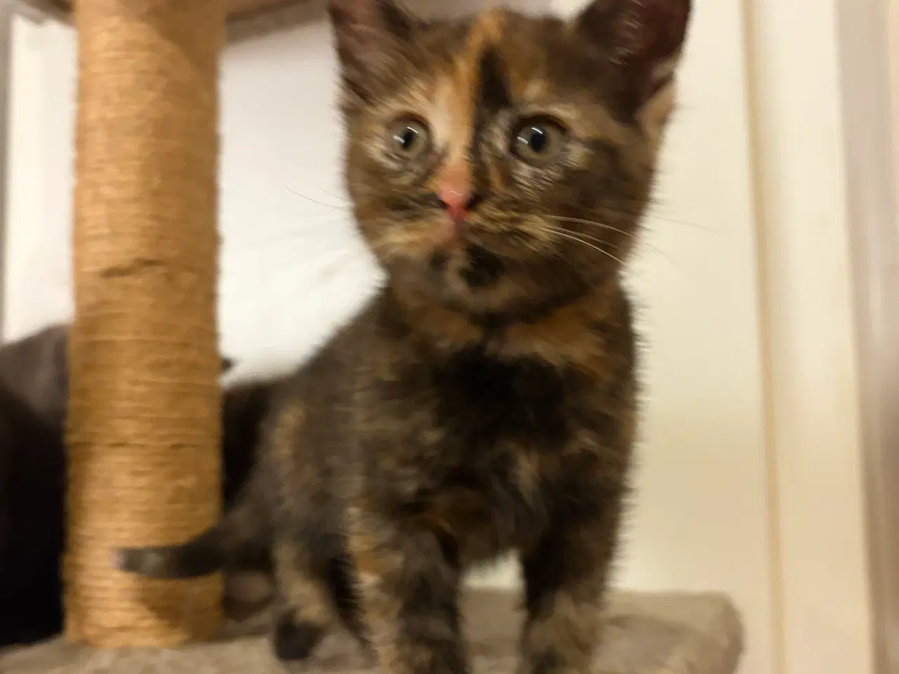 Billede 5 - Søde killinger søger nyt hjem