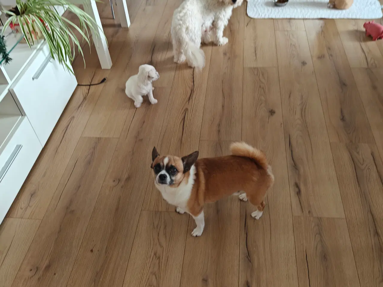 Billede 16 - Hvalpe søger nyt hjem 